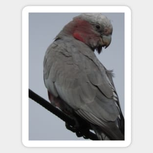 Galah Sticker